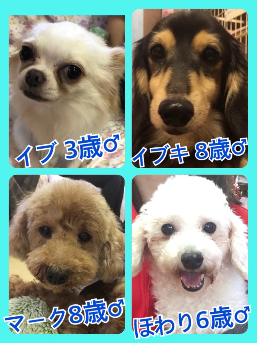🐾今日の里親様募集中ワンコ🐶メンバーです🐾2019,9,13